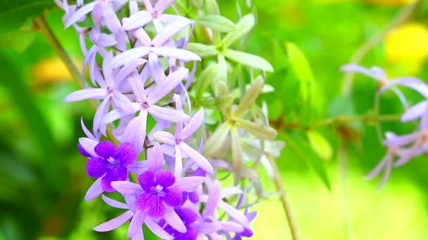 Puple věnec, Sandpaper Vine, Petrea Volubilis L je uspořádán jako okrasná rostlina s květinami s kmenem vinné révy. A rozvětvený do velkého keře Indigo kvetoucích větví 1 — Stock video