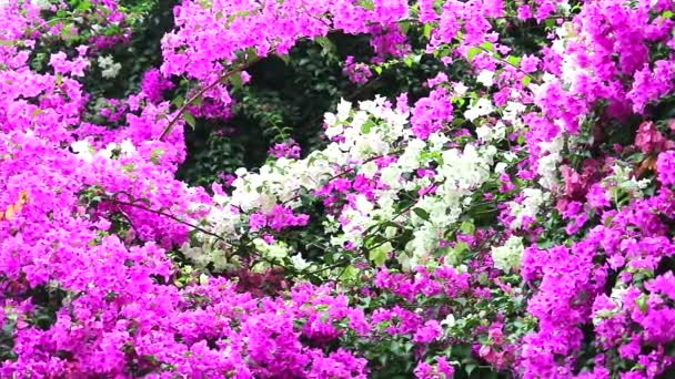Panning Ροζ και λευκά λουλούδια Bougainvillea φυτεύτηκαν στο φράχτη στο πάρκο, Φυσικό φράκτη λουλουδιών, έννοια για τη μείωση της υπερθέρμανσης του πλανήτη — Αρχείο Βίντεο