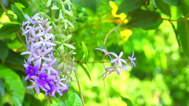 Puple věnec, Sandpaper Vine, Petrea Volubilis L je uspořádán jako okrasná rostlina s květinami s kmenem vinné révy. A rozvětvený do velkého keře Rozkvetlé větve Indigo2 — Stock video