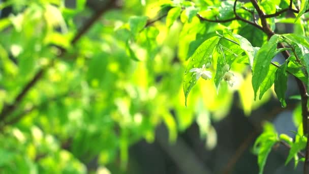 Gota de chuva no jardim e fundo verde borrado movendo-se pelo vento e pela luz solar na reflexão da tarde nas folhas (1) — Vídeo de Stock