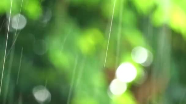 Regendruppel in de tuin en wazig groene bladeren bewegen door de wind — Stockvideo