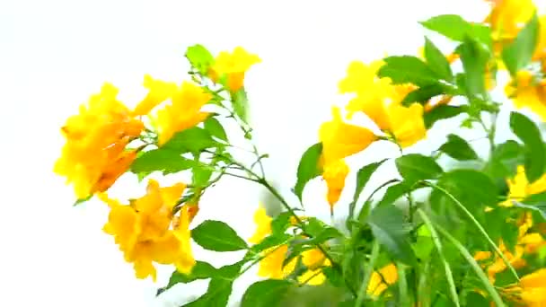 Árbol trompeta de plata, Árbol de oro, Árbol trompeta de plata paraguaya flores amarillas floreciendo en el parque — Vídeos de Stock