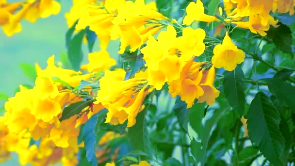 Tromba d'argento, Albero d'oro, Tromba d'argento paraguaiano fiori gialli che sbocciano nel parco1 — Video Stock