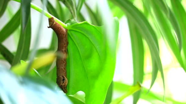 La oruga marrón descansa debajo de las hojas. Después de comer la mitad de las hojas grandes, el concepto de la plaga hace que el rendimiento disminuya y dañe — Vídeo de stock