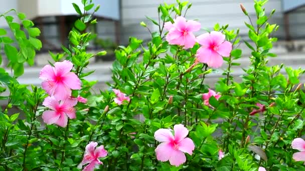 Mjuk rosa ros Mallow, Sko blomma, Hibiscus, Kinesisk ros, blommor blommar i trädgården — Stockvideo