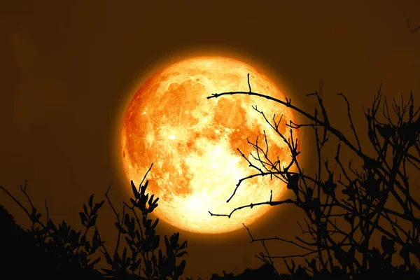 Dolunay Kanlı Ay 'ı dalların arasında, gece gökyüzünde