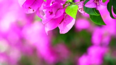 Morumsu Bougainvillea çiçekleri parkın çitlerine ekildi. Küresel ısınmayı azaltmak için doğal çit.
