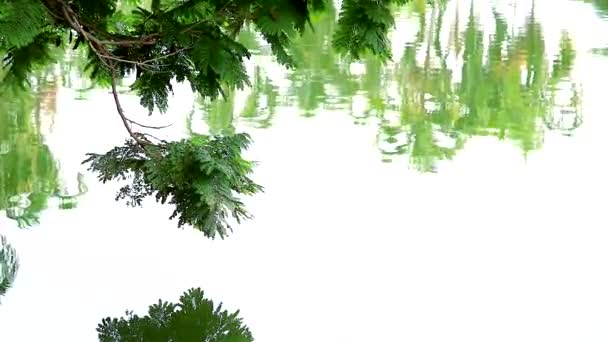 Árbol de ramas y reflejo borroso en la superficie del agua del lago — Vídeos de Stock