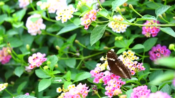 Papillon trouver doux sur rose blanc lantana camara fleur dans le jardin3 — Video