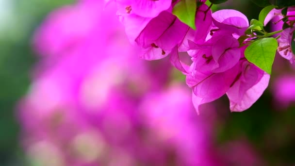 지구 온난 화를 줄이기 위한 개념으로 공원의 자연 화전 울타리에 분홍색 꽃다발에 가까운 꽃을 심었다. — 비디오