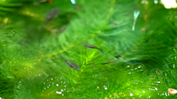 Θηλυκά ψάρια guppies εστίαση στην πράσινη Hydrilla στην επιφάνεια του νερού — Αρχείο Βίντεο