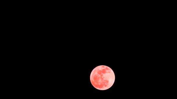 Full Orange oak moon in the night sky time lapse2 — Stock Video