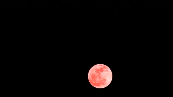 Luna llena de roble naranja en el cielo nocturno lapse2 — Vídeos de Stock