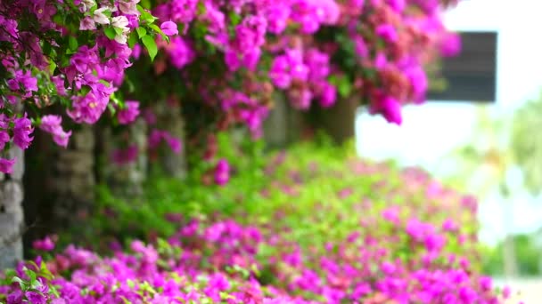 Рожеві квіти Бугенвіля були висаджені на паркані в парку, природний квітковий паркан, концепція зменшення глобального потепління — стокове відео