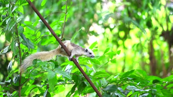 다람쥐들은 정원의 과일을 먹기 전에 탐색하고 조심 한다 — 비디오