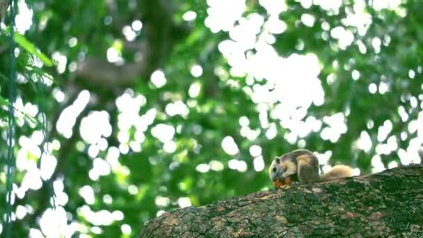 Esquilos levam o fruto do jardim para comer na árvore de galhos — Vídeo de Stock