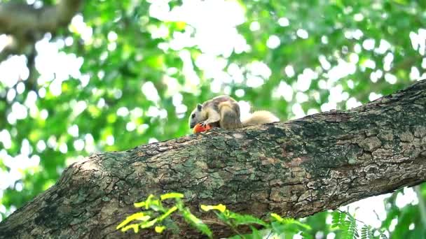松鼠在花园里的果实上吃树枝上的东西 — 图库视频影像