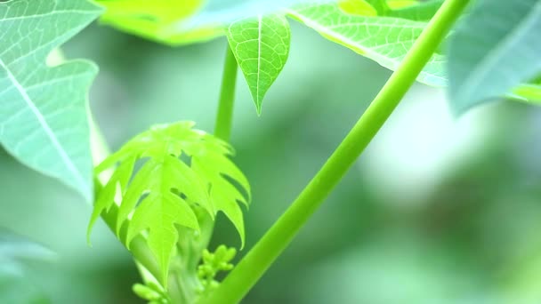 Vrchol papája, Papája vlastnosti ovoce může vyživit mozek a mozek, s enzymy, které pomáhají trávení, zabránit kurděje — Stock video