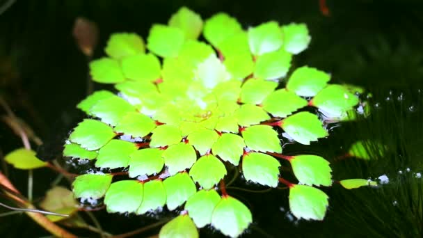 Water chestnut or Water caltrops or False loose strife or Horn Chestnut2 — Stock Video