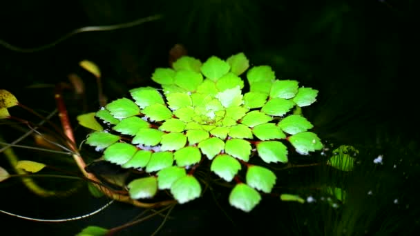 Water chestnut or Water caltrops or False loose strife or Horn Chestnut — Stock Video