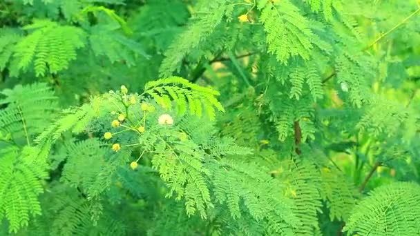 White Popinac or acacia is an elixir Popular with young shoots, can be dipped into fresh vegetables with chili paste paste. Or eat with oysters — ストック動画