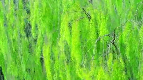 Pláč vrba strom a světle zelené listy zeď houpačka po větru v parku — Stock video