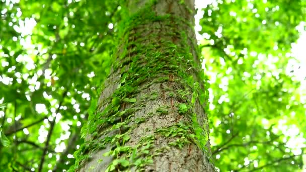 Pohon anggur parasit yang melilit pohon untuk bergantung pada air dan sinar matahari untuk hidup, konsep kehidupan tergantung satu sama lain — Stok Video