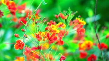 Dwarf poinciana, çiçek çiti, Peacock arması, Barbados Cennet Çiçeği 'nin gururu bahçede dolaşıyor.