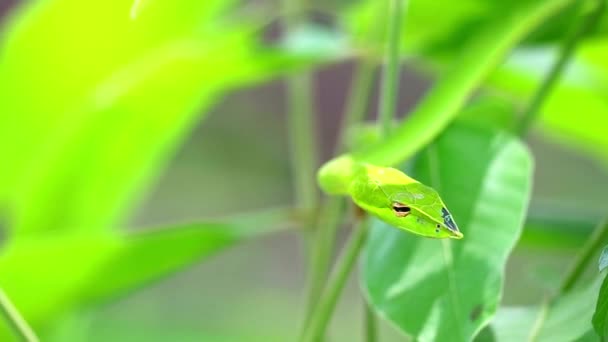 정원에 있는 나뭇잎 속에 는 곤충 과작은 동물들이 먹을 수있도록 동양 채찍 질하는 뱀 가까이에 숨어 있다 — 비디오