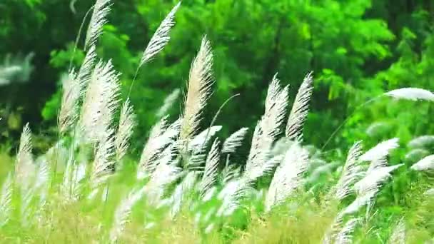 Las flores de hierba morena Saccharum espontáneas oscilan por el viento en el fondo del campo verde. — Vídeos de Stock