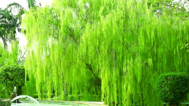 Salice piangente e fontana e foglie verde chiaro altalena parete dal vento nel parco — Video Stock