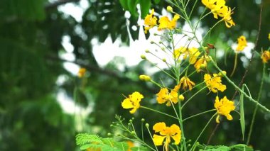 Yellow Dwarf poinciana, Flower fence, Peacock crest, Pride of Barbados Paradise Flower moving by wind