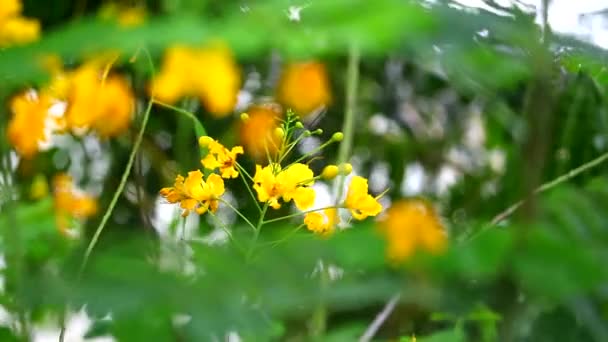 Sárga törpe poinciana, Virág kerítés, Páva címer, Barbados büszkesége Paradicsom Virág virágzik feszes kertben1 — Stock videók