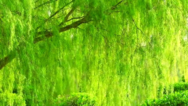 Płacz wierzby i jasnozielone liście ściany huśtawka przez wiatr jest ściana natury — Wideo stockowe