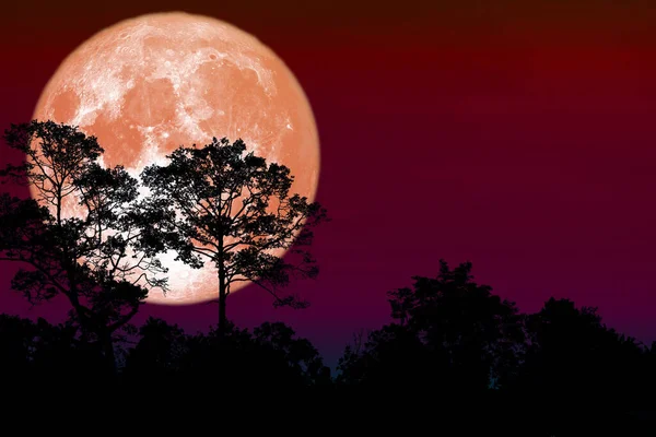 Volle Blume Mond zurück Silhouette trockener Zweig Baum — Stockfoto