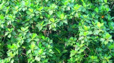 Sake 'nin faydaları çeşitli vitaminlerdir, kolesterol ve trigliserit seviyelerini düşürmeye yardımcı olur, vücuttaki şekerin emilimini azaltmaya yardımcı olur. Bu nedenle diyabetin kontrol edilmesine yardımcı olur.
