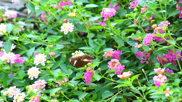 公園に咲くランタナのカラフルなピンクの黄色の花束の花 — ストック動画