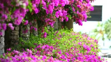 Pembe Bougainvillea çiçekleri parktaki çitlere ekildi, doğal çiçek çiti, küresel ısınmayı azaltmak için konsept.