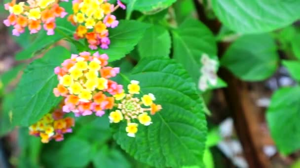 Cobertura rosa flor amarilla que florece en el jardín y hojas verdes — Vídeos de Stock