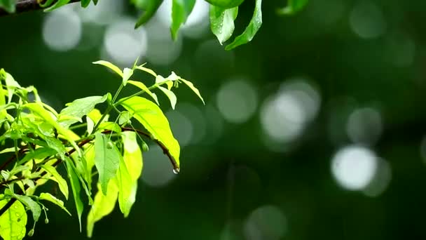 花园里的雨滴和在风和日照下移动的模糊的绿色背景树枝 — 图库视频影像