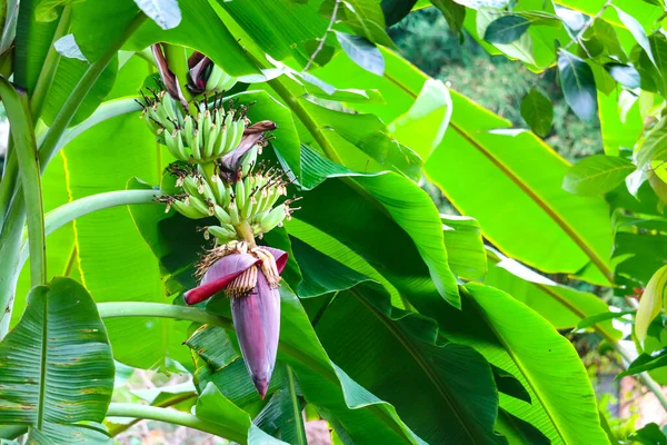 Bananblommans egenskaper att dricka mjölk, ge näring åt blodet, hjälpa tre — Stockfoto