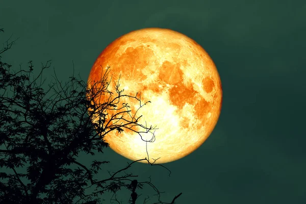 Plný dub krev měsíc zpět na větvi stromu na noční obloze — Stock fotografie