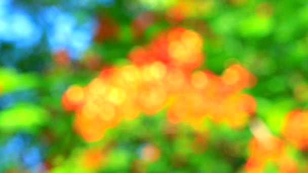 模糊的花园红绿的大自然抽象五彩斑斓的树叶花朵树 — 图库视频影像