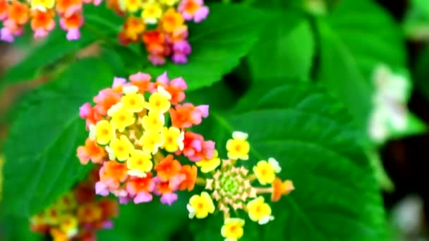 在花园和绿叶中绽放着粉红的黄花 — 图库视频影像