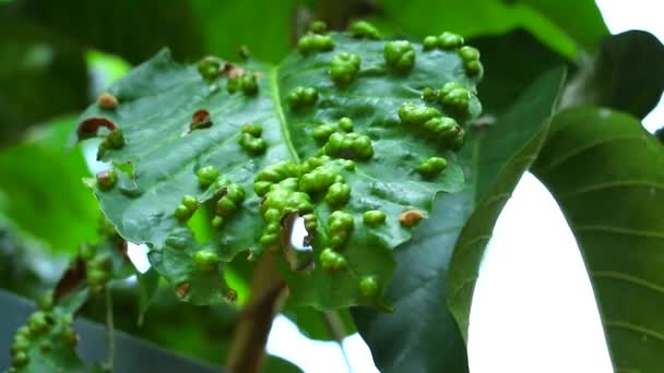 Symptomen på santol förstörs av fyrbenta miten2 — Stockvideo