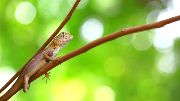 Un camaleón en una rama de árbol seco tiene un bicho apestoso en su cuerpo, el concepto de criaturas vivientes debe confiar el uno en el otro — Vídeo de stock