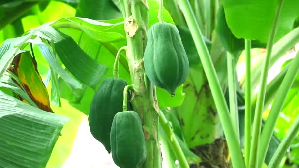 Плодовые свойства папайи могут питать мозг и мозг, с ферментами, которые помогают пищеварению, предотвращают цингу — стоковое видео