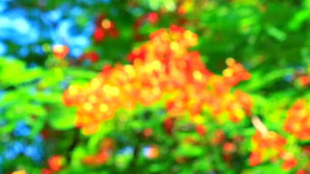 模糊的花园红绿的大自然抽象多彩的树叶花的树 — 图库视频影像