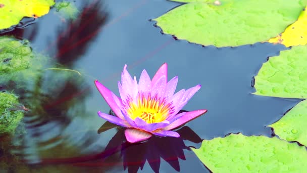 Close up to beautiful pink lotus flower blooming on water in pond1 — Stock Video