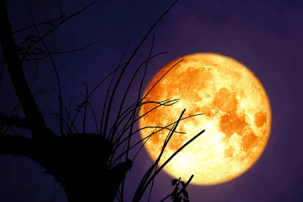 Completo Beaver Luna de nuevo en la nube oscura en la silueta árbol seco y t — Foto de Stock